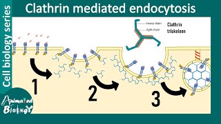 Clathrin mediated endocytosis overview [upl. by Gabor]