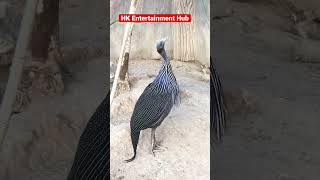 ❤️😘😍 Vulturine Guinea Fowl🥰😍entertainment birds fancy viralshorts [upl. by Omrellig]