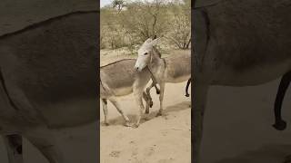 Donkey started drink water youtubeshorts animals pet viralvideo [upl. by Tloc]