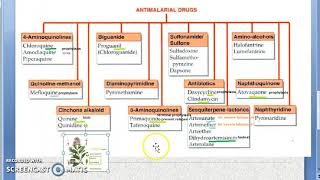 Pharmacology 899 a Anti Malarial Drugs Classification Chloroquine Primaquine Treatment Quinine [upl. by Amlus]