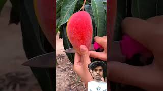 PARTHENOCARPIC MANGO VARIETYSINDHU  SEEDLESS MANGO PARTHENOCARPY IN MANGO MANGOFaming [upl. by Ciryl872]