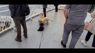 Aberdeen to Lerwick Shetland  Ferry with our Scottie [upl. by Weixel]