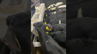 16 quality bull calves for sale [upl. by Lerud]