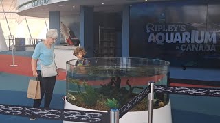 RIPLEYS Aquarium in Toronto 🇨🇦 [upl. by Yrannav]