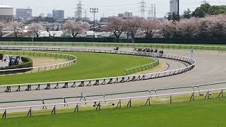 2024413 中山競馬3R女性アナウンサー場内実況 ラジオNIKKEI藤原菜々花さん（勝馬11番：キングクレオール 今週で引退の勝浦正樹騎手） [upl. by Ainotna]