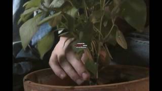 Transplanting a Hydroponic basil plant to soil [upl. by Terbecki]