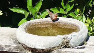 Red Finch Bird  July 26 2024 [upl. by Sibyl616]