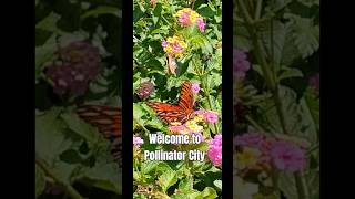 Plant Lantana for Pollinators pollinators gardening Gardens and Palms [upl. by Madelon403]