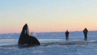 11 Desperate Orcas Trapped in Ice Make Dramatic Escape [upl. by Chud]