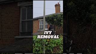 Satisfying Ivy Removal ivy garden gardening lawncare lawnmaintenance garden [upl. by Clerc]