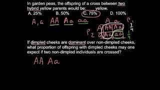 Simple Mendelian genetics crossses [upl. by Budworth]