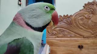 green parrot song  mithu voice 🔥🔥 mitthu ke bolane ki awaaz [upl. by Tarabar]