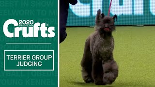 Terrier Group Judging  Crufts 2020 [upl. by Alet]