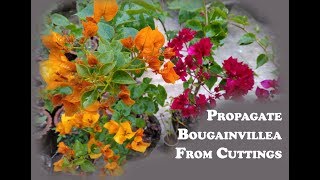 How to propagate bougainvillea from cuttings [upl. by Airamesor]