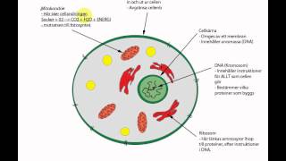 cellens uppbyggnad [upl. by Irab]