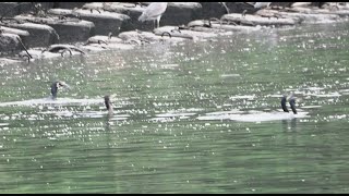 1130202 The great cormorants fishing at MacArthur bridge [upl. by Barhos]