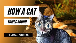 How A Cat Yowls Sound  how a cat yowls sound  sound effect  animation [upl. by Busey]