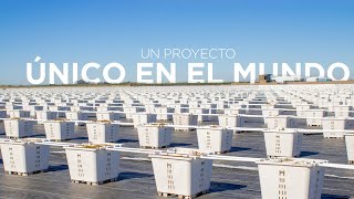 ¿Cómo funciona un proyecto de arándano en hidroponía ÚNICO en el mundo [upl. by Yvon]