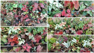 Rare caladium sale floweringgardenvlog [upl. by Neleh]