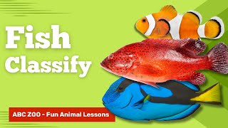 Fish Classification for Kids  Learn About Different Types of Fish  ABC Zoo Fun Animal Lessons [upl. by Dichy357]