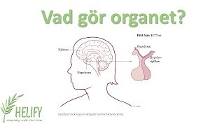 Vad gör organet hypofysen [upl. by Kenji148]