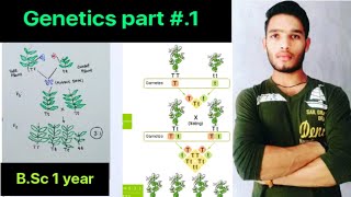 Genetics part1 Mendel Experiment [upl. by Brubaker]