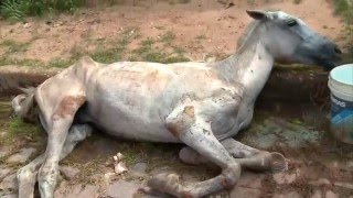 Cavalo é abandonado ferido e doente na zona Norte [upl. by Atnom366]