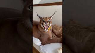 Caracal Cat  ferocious sound dangerous shorts cat catworld caracal caracalcat pumba [upl. by Gombach]