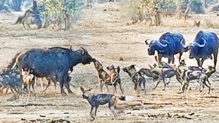 Can 16 Wild Dogs Take Down Adult Buffalo [upl. by Nayab]