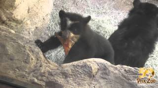 Andean Bear Cub Exploring Outdoors [upl. by Nalrah]