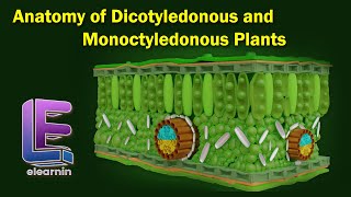 Anatomy of Dicotyledonous and Monoctyledonous  Anatomy of Flowering Plants  Class 11 Biology [upl. by Zelma]