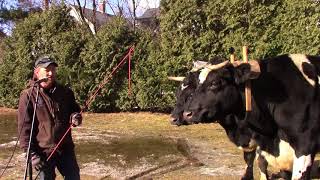 Oxen Log Pull at Historic Northampton 12418 [upl. by Keller]