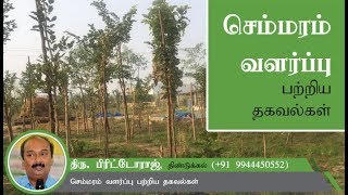 செம்மரம் வளர்ப்பு [upl. by Hooge]