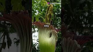 The Bizarre Biology of the Corpse Plant biology facts ytshortscorpsepaint [upl. by Lankton379]