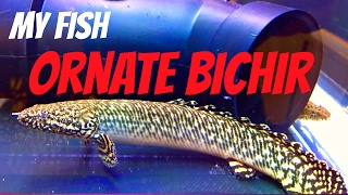 Ornate Bichir Polypterus ornatipinnis  My Fish [upl. by Arel]