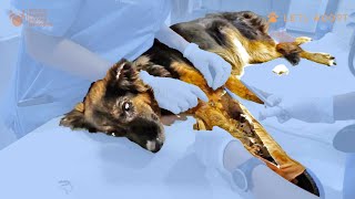 Blind Pregnant Injured German Shepherd Would NOT Give Up Viktor Larkhill Extreme Dog Rescue [upl. by Krigsman]