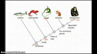 Phylogeny and Phylogentic Trees [upl. by Hakkeber96]