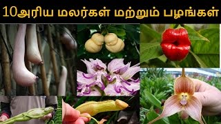 10 Different Types of Flowers amp Fruits as like Human Beings  10 அரிய மலர்கள் மற்றும் பழங்கள் [upl. by Marna381]