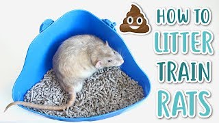 HOW TO LITTER TRAIN RATS [upl. by Nylorak]