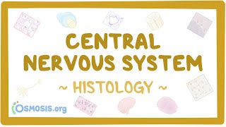 Central nervous system Histology [upl. by Hgielrahc]