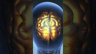 SCIENCE ANATOMY OF HUMAN BRAIN  ANIMATION  SHORT [upl. by Carman]