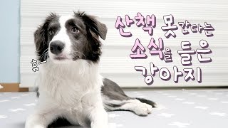 미세먼지 경보 온 날 산책 못 간다는 소식을 들은 강아지  보더콜리 솔라 [upl. by Ytsirhk724]