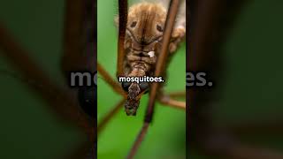 The Fascinating Lifecycle of a Mosquito [upl. by Notsirt]