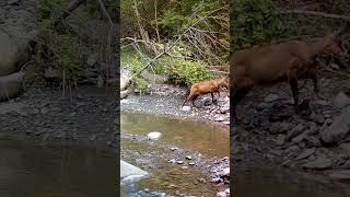 La chamoise saute  The chamois jumps [upl. by Ravahs]