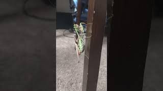 Mantis Mating Season [upl. by Suzanne452]