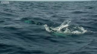 Pretty Incredible Video of Flying Fish from Barbados Compliments BBC One [upl. by Ebag]