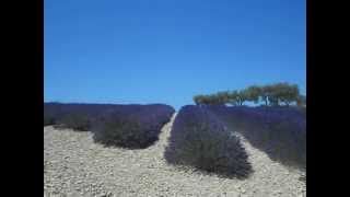 cigales et lavandes du plateau de Valensole [upl. by Lucretia]