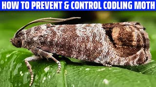 Codling Moth – How to Prevent and Control It [upl. by Obrien]