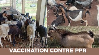 Vaccination des Moutons contre la PPR  Techniques dInjection SC IM IV [upl. by Beckie]