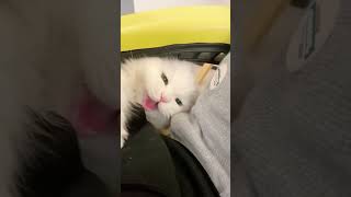 Adorable Cats Guaranteed to Brighten Your Day catplaying catlover kitten [upl. by Ameen]